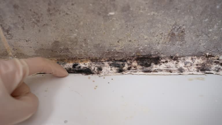 Best Air Quality Testing for Mold Spores  in Riverbend, WA